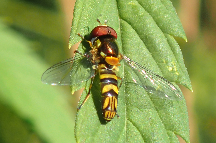 Flower Fly also known as Syrphid Fly
